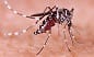 LA MAYOR EPIDEMIA DE DENGUE DE LOS ÚLTIMOS 15 AÑOS!